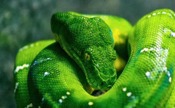 Green Planet