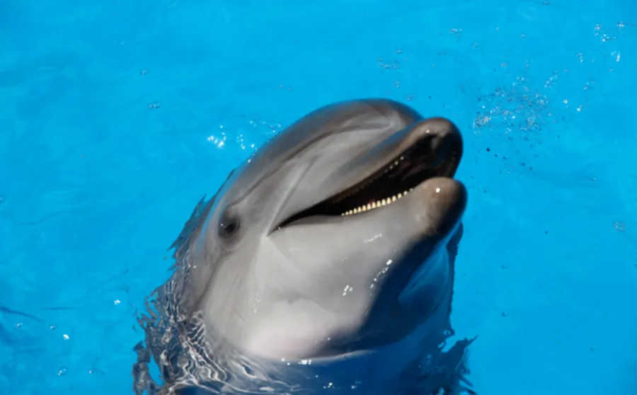 Dubai Dolphinarium (General Pass)