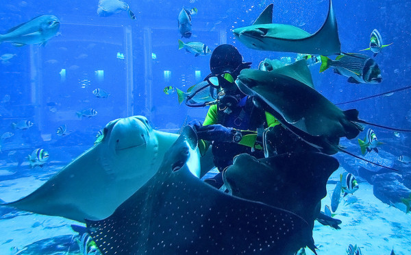 The Lost Chambers Aquarium